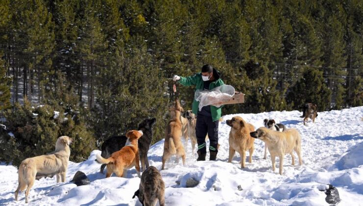 Mersin’de yılkı atları ve köpekler için doğaya yem bırakıldı
