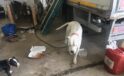 Mersin’de 7 yasaklı ırk türü köpeğe el konuldu