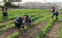 Akdeniz’de toprakla buluşturulan maralfalfa bitkisi çelikleri yeşerdi