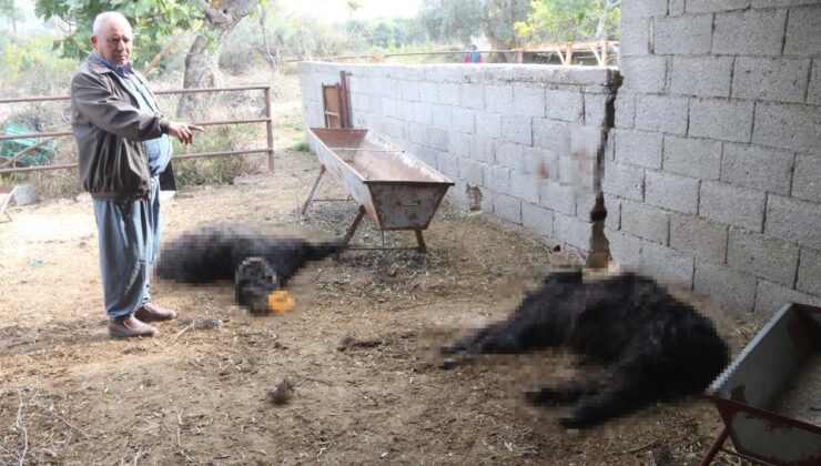Mersin’de başıboş köpek dehşeti: Ağıldaki keçileri telef ettiler