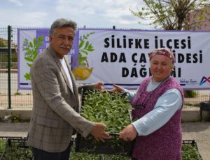 Silifke’de üreticilere 50 bin adet ada çayı fidesi desteği