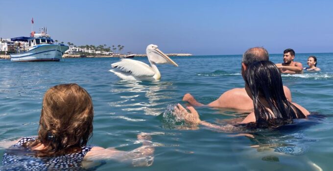 Pelikanlar tatilcilere eşlik etti, renkli görüntüler ortaya çıktı