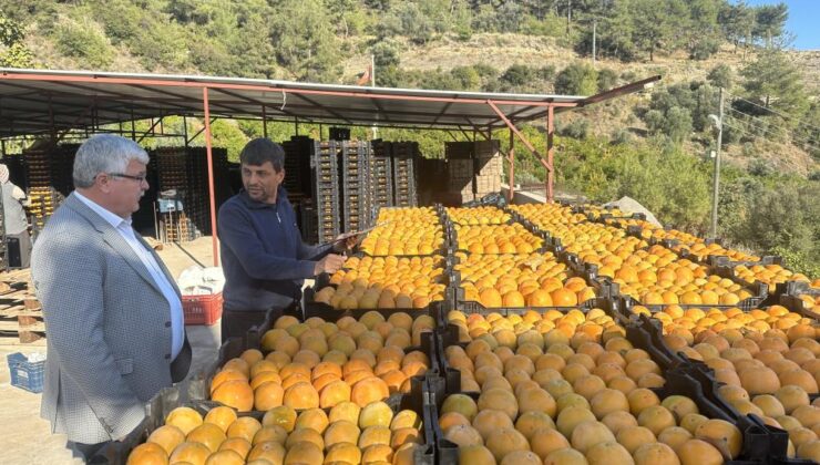 Trabzon hurması çiftçinin yüzünü güldürüyor
