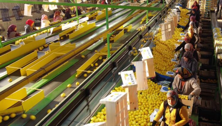 Erdemli limonu kadınların elinden dünya pazarına açılıyor